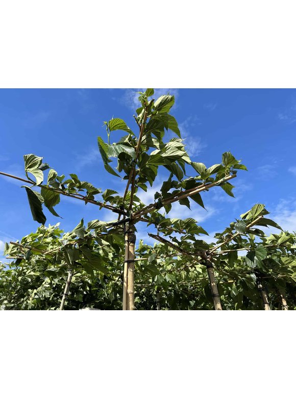 Weißer Maulbeerbaum 'Macrophylla' - Dachbaum | Morus alba 'Macrophylla' Weißer Maulbeerbaum 'Macrophylla' - Dachbaum | Morus alba 'Macrophylla'
