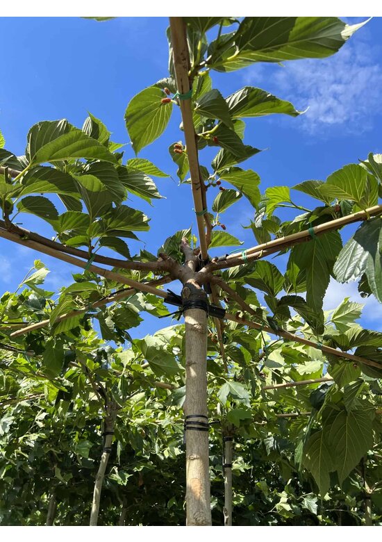 Weißer Maulbeerbaum 'Macrophylla' - Dachbaum | Morus alba 'Macrophylla'
