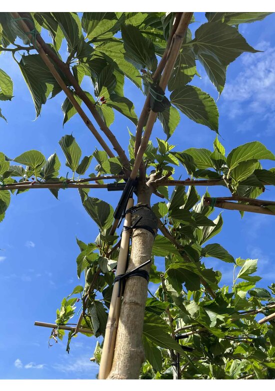 Weißer Maulbeerbaum 'Macrophylla' - Dachbaum | Morus alba 'Macrophylla'