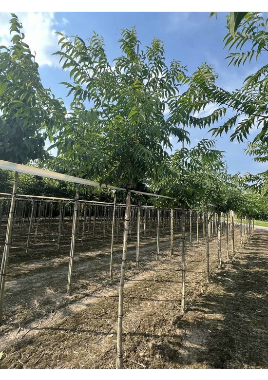 Echter Korkbaum | Amur-Korkbaum | Phellodendron amurense