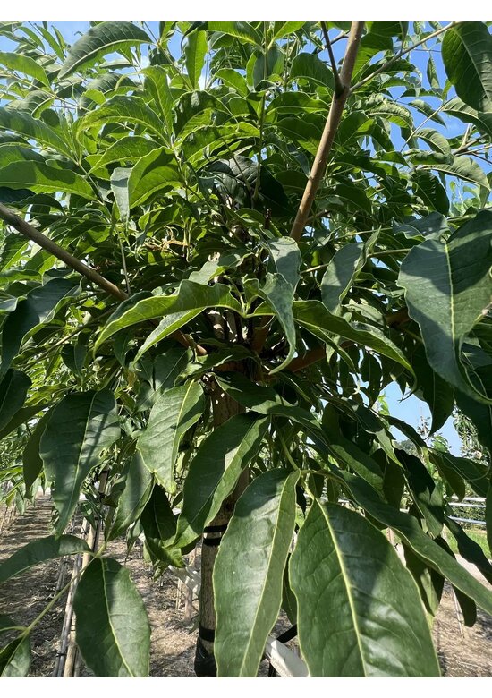 Echter Korkbaum | Amur-Korkbaum | Phellodendron amurense