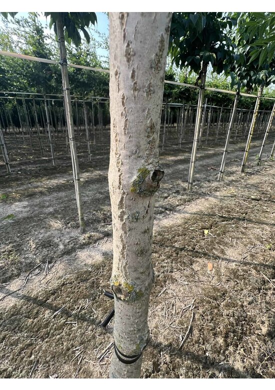 Echter Korkbaum | Phellodendron amurense