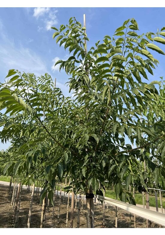 Echter Korkbaum | Phellodendron amurense