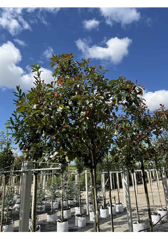 Glanzmispel 'Camilvy' | Photinia fraseri 'Camilvy'