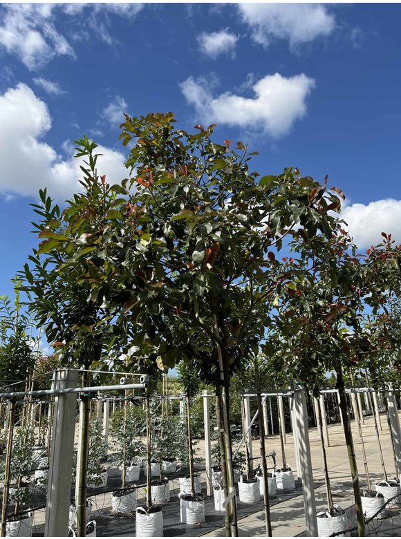 Glanzmispel 'Camilvy' | Photinia fraseri 'Camilvy' Glanzmispel 'Camilvy' | Photinia fraseri 'Camilvy'