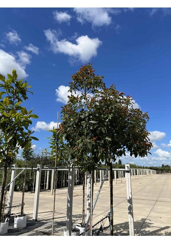 Glanzmispel 'Camilvy' | Photinia fraseri 'Camilvy'