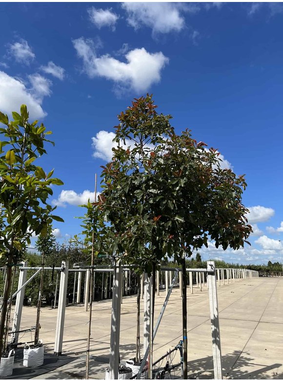 Glanzmispel 'Camilvy' | Photinia fraseri 'Camilvy' Glanzmispel 'Camilvy' | Photinia fraseri 'Camilvy'