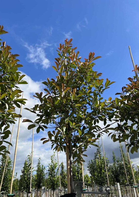 Glanzmispelbaum Kaufen | 3 Jahre Garantie - Venovi