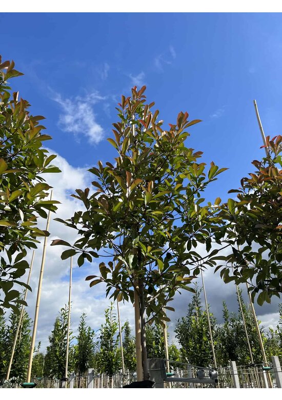 Glanzmispel baum 'Red Robin' | Photinia fraseri 'Red Robin'