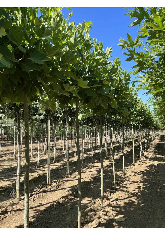 Kugelplatane 'Alphens Globe' | Platanus hispanica 'Alphens Globe'
