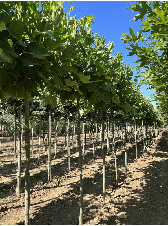Kugelplatane 'Alphens Globe' | Platanus hispanica 'Alphens Globe' Kugelplatane 'Alphens Globe' | Platanus hispanica 'Alphens Globe'