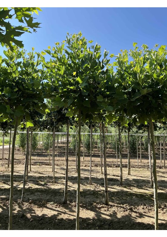 Kugelplatane 'Alphens Globe' | Platanus hispanica 'Alphens Globe'