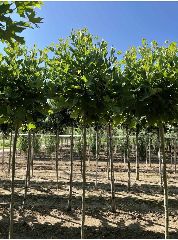 Kugelplatane 'Alphens Globe' | Platanus hispanica 'Alphens Globe' Kugelplatane 'Alphens Globe' | Platanus hispanica 'Alphens Globe'