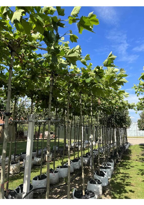 Dachplatane | Platanus hispanica