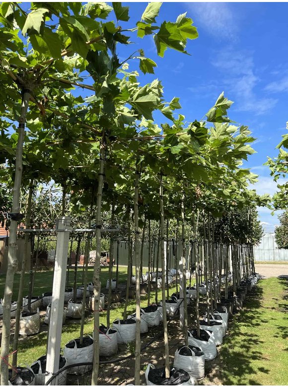 Dachplatane | Platanus hispanica Dachplatane | Platanus hispanica