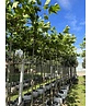 Dachplatane | Platanus hispanica Dachplatane | Platanus hispanica