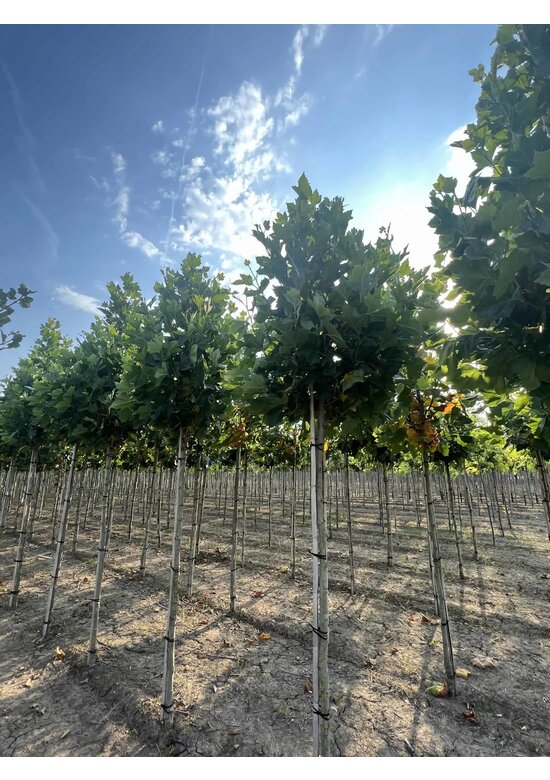 Ahornblättrige Platane 'Fastigiata' | Platanus hispanica 'Fastigiata'