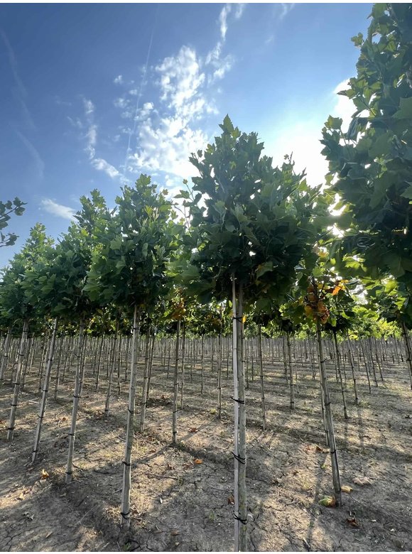 Ahornblättrige Platane 'Fastigiata' | Platanus hispanica 'Fastigiata' Ahornblättrige Platane 'Fastigiata' | Platanus hispanica 'Fastigiata'