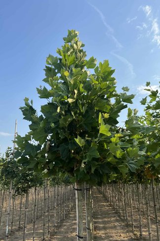 Ahornblättrige Platane 'Fastigiata' | Platanus hispanica 'Fastigiata'