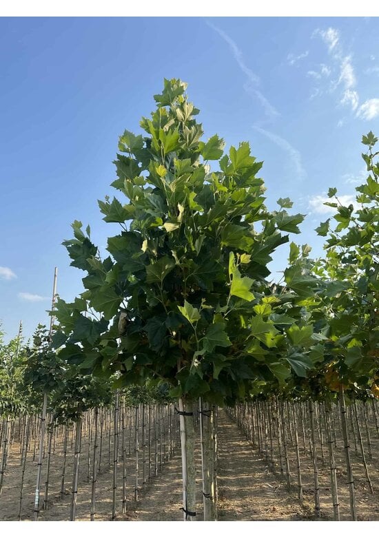 Ahornblättrige Platane 'Fastigiata' | Platanus hispanica 'Fastigiata'