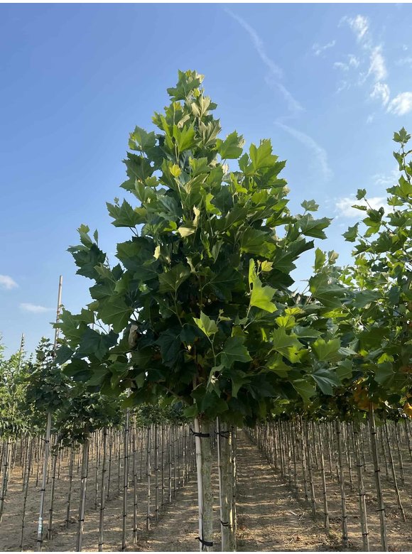 Ahornblättrige Platane 'Fastigiata' | Platanus hispanica 'Fastigiata' Ahornblättrige Platane 'Fastigiata' | Platanus hispanica 'Fastigiata'