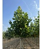 Ahornblättrige Platane 'Fastigiata' | Platanus hispanica 'Fastigiata'