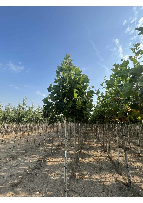Ahornblättrige Platane 'Fastigiata' | Platanus hispanica 'Fastigiata'