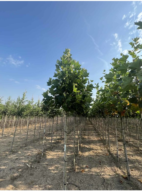Ahornblättrige Platane 'Fastigiata' | Platanus hispanica 'Fastigiata' Ahornblättrige Platane 'Fastigiata' | Platanus hispanica 'Fastigiata'