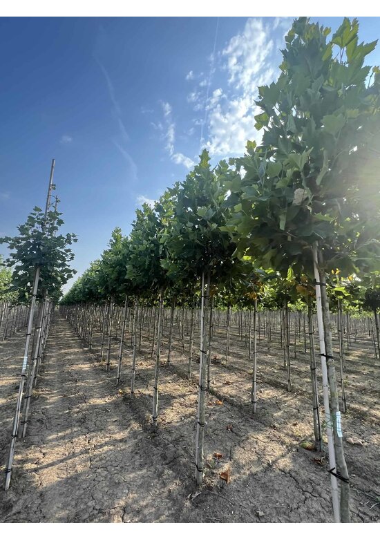 Ahornblättrige Platane 'Fastigiata' | Platanus hispanica 'Fastigiata'