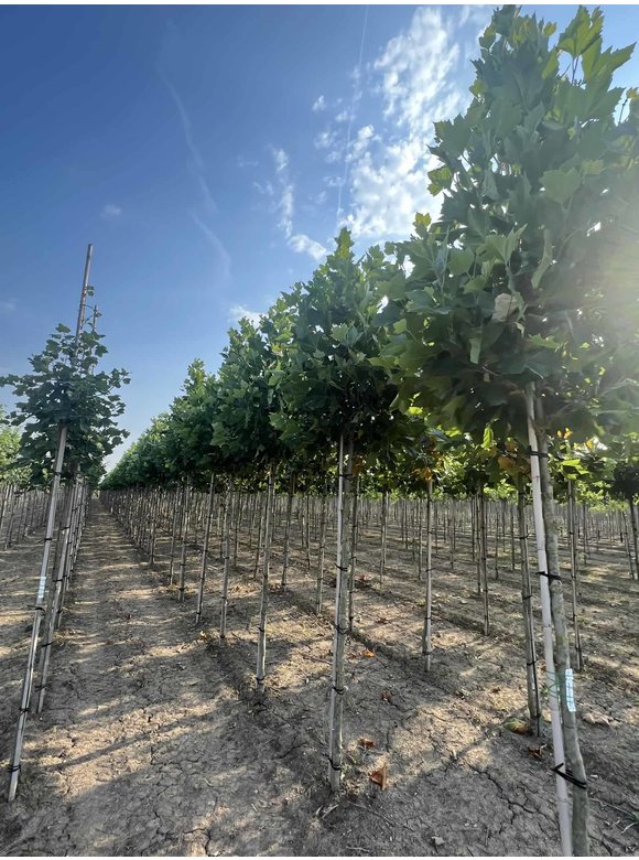 Ahornblättrige Platane 'Fastigiata' | Platanus hispanica 'Fastigiata' Ahornblättrige Platane 'Fastigiata' | Platanus hispanica 'Fastigiata'