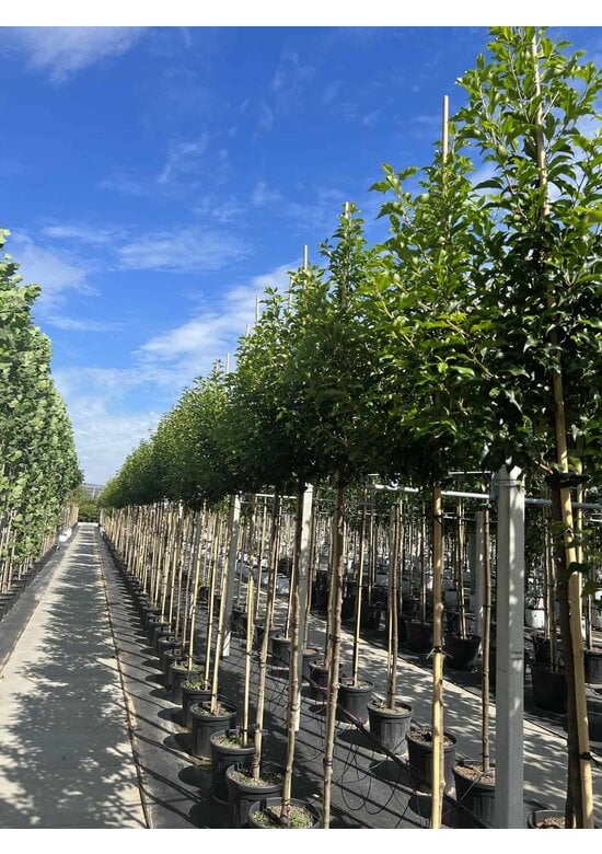 Portugiesische Lorbeerkirsche Baum 'Brenelia' | Prunus lusitanica 'Brenelia'