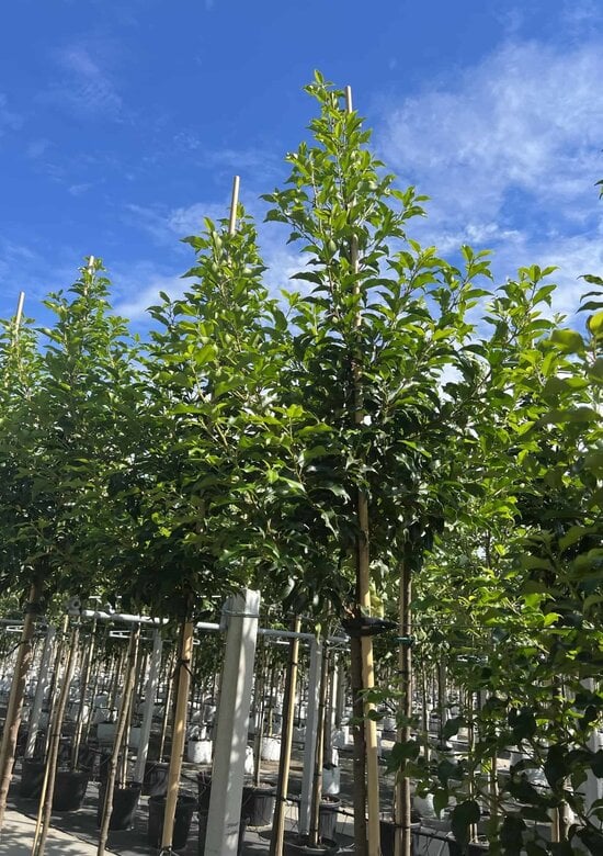 Prunus lusitanica Brenelia | 3 Jahre Garantie - Venovi