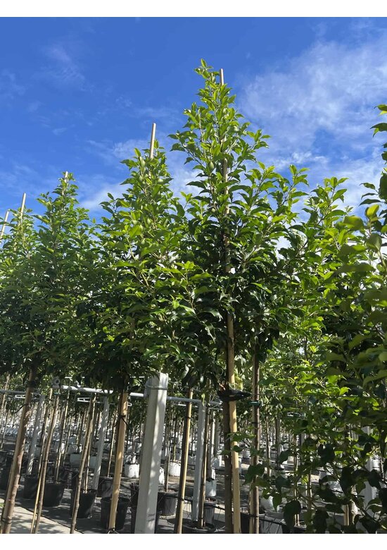 Portugiesische Lorbeerkirsche Baum 'Brenelia' | Prunus lusitanica 'Brenelia'