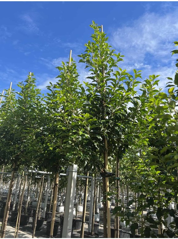 Portugiesische Lorbeerkirsche Baum 'Brenelia' | Prunus lusitanica 'Brenelia' Portugiesische Lorbeerkirsche Baum 'Brenelia' | Prunus lusitanica 'Brenelia'