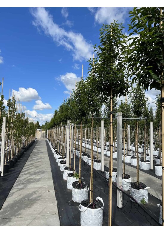 Portugiesische Lorbeerbaum | Prunus lusitanica 'Angustifolia'