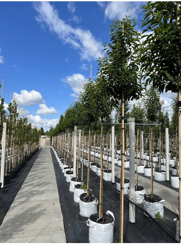 Portugiesische Lorbeerbaum | Prunus lusitanica 'Angustifolia' Portugiesische Lorbeerbaum | Prunus lusitanica 'Angustifolia'