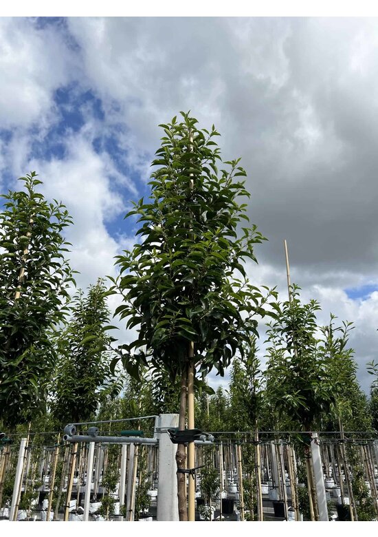 Portugiesische Lorbeerbaum | Prunus lusitanica 'Angustifolia'