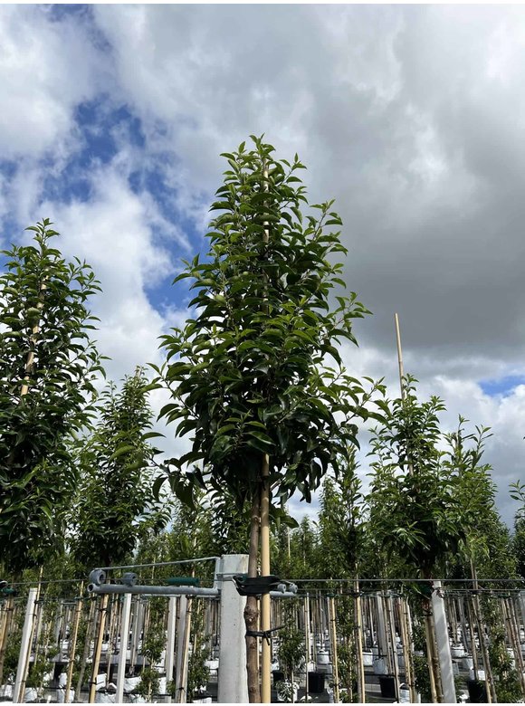 Portugiesische Lorbeerbaum | Prunus lusitanica 'Angustifolia' Portugiesische Lorbeerbaum | Prunus lusitanica 'Angustifolia'