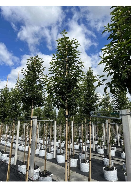 Portugiesische Lorbeerbaum | Prunus lusitanica 'Angustifolia'