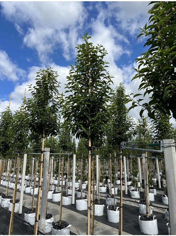 Portugiesische Lorbeerbaum | Prunus lusitanica 'Angustifolia' Portugiesische Lorbeerbaum | Prunus lusitanica 'Angustifolia'