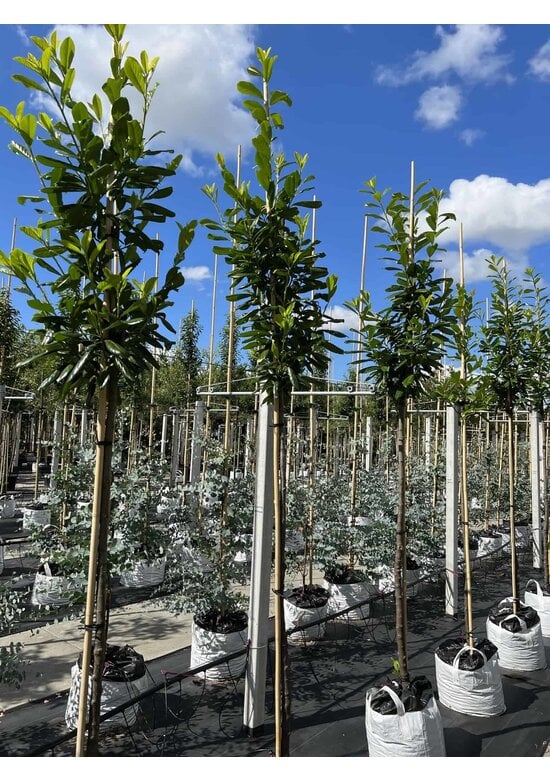 Kirschlorbeer Hochstamm | Prunus laurocerasus 'Novita'