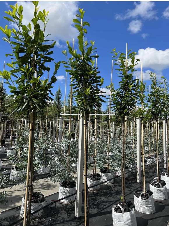 Kirschlorbeer Baum 'Novita' | Prunus laurocerasus 'Novita' Kirschlorbeer Baum 'Novita' | Prunus laurocerasus 'Novita'
