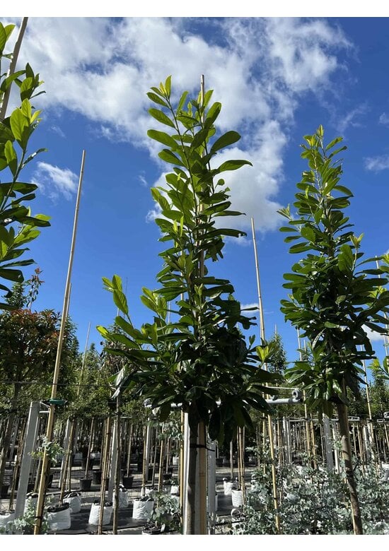 Kirschlorbeer Hochstamm | Prunus laurocerasus 'Novita'