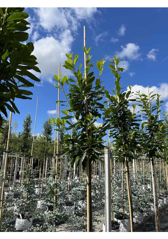 Kirschlorbeer Baum 'Novita' | Prunus laurocerasus 'Novita'