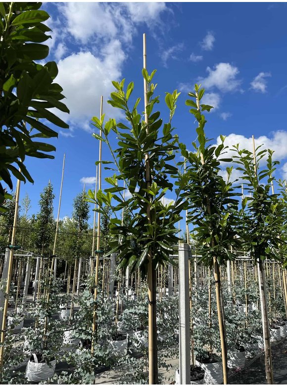 Kirschlorbeer Baum 'Novita' | Prunus laurocerasus 'Novita' Kirschlorbeer Baum 'Novita' | Prunus laurocerasus 'Novita'