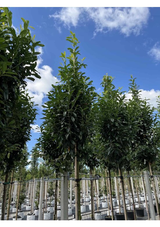 Kirschlorbeer Baum 'Genolia' | Prunus laurocerasus 'Genolia'