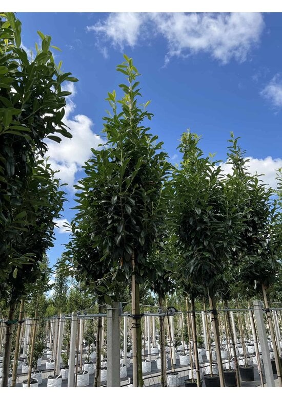 Kirschlorbeer Baum 'Genolia' | Prunus laurocerasus 'Genolia'