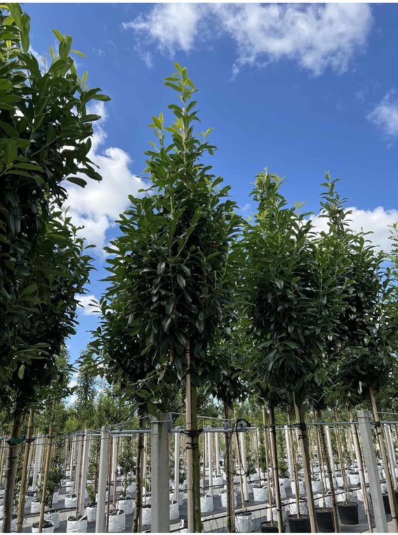 Kirschlorbeer Baum 'Genolia' | Prunus laurocerasus 'Genolia' Kirschlorbeer Baum 'Genolia' | Prunus laurocerasus 'Genolia'