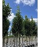 Kirschlorbeer Baum 'Genolia' | Prunus laurocerasus 'Genolia'