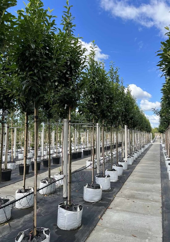 Kirschlorbeer Baum 'Genolia' Kaufen | mit 3 Jahren Garantie - Venovi